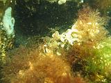 Coll NL 048